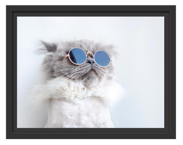 Coole Katze mit runder Sonnenbrille, im Schwebe-Effekt Bilderrahmen